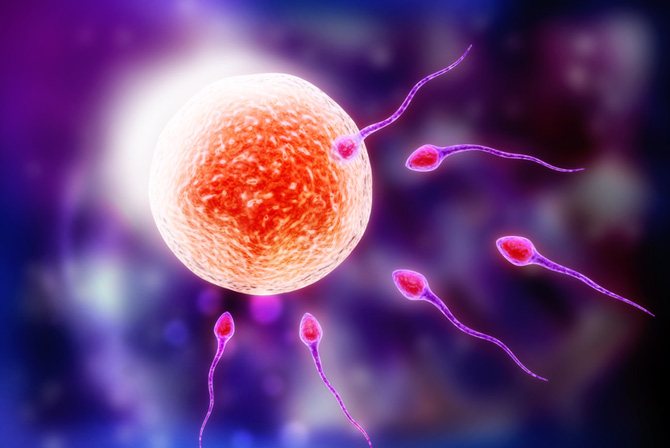 IVF Process Step-by-Step
